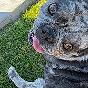 Rocko is registered to the contest to win money with this photo: dog, canine, tongue_out, speckled_coat, grass, outdoor, pet, animal, happy, playful, close_up, brown_eyes, sunlight, nature, mammal, paw, fur, expression, resting, sidewalk