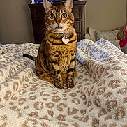 Nala joined the competition — help win amazing prizes! bedroom, blanket, cat, collar, comfort, couch, ears, eyes, fur, furniture, home, indoor, leopard_print, pet, sitting, soft_texture, tabby, tag, television, whiskers