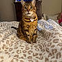 bedroom, blanket, cat, collar, comfort, couch, ears, eyes, fur, furniture, home, indoor, leopard_print, pet, sitting, soft_texture, tabby, tag, television, whiskers