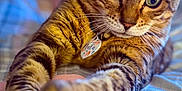 Nala is registered to the contest to win money with this photo: animal, bed, blanket, cat, close_up, collar, cute, domestic_animal, feline, focus, fur, indoor, paws, pet, portrait, relaxed, stretching, striped, tabby_cat, whiskers