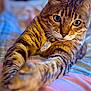 animal, bed, blanket, cat, close_up, collar, cute, domestic_animal, feline, focus, fur, indoor, paws, pet, portrait, relaxed, stretching, striped, tabby_cat, whiskers