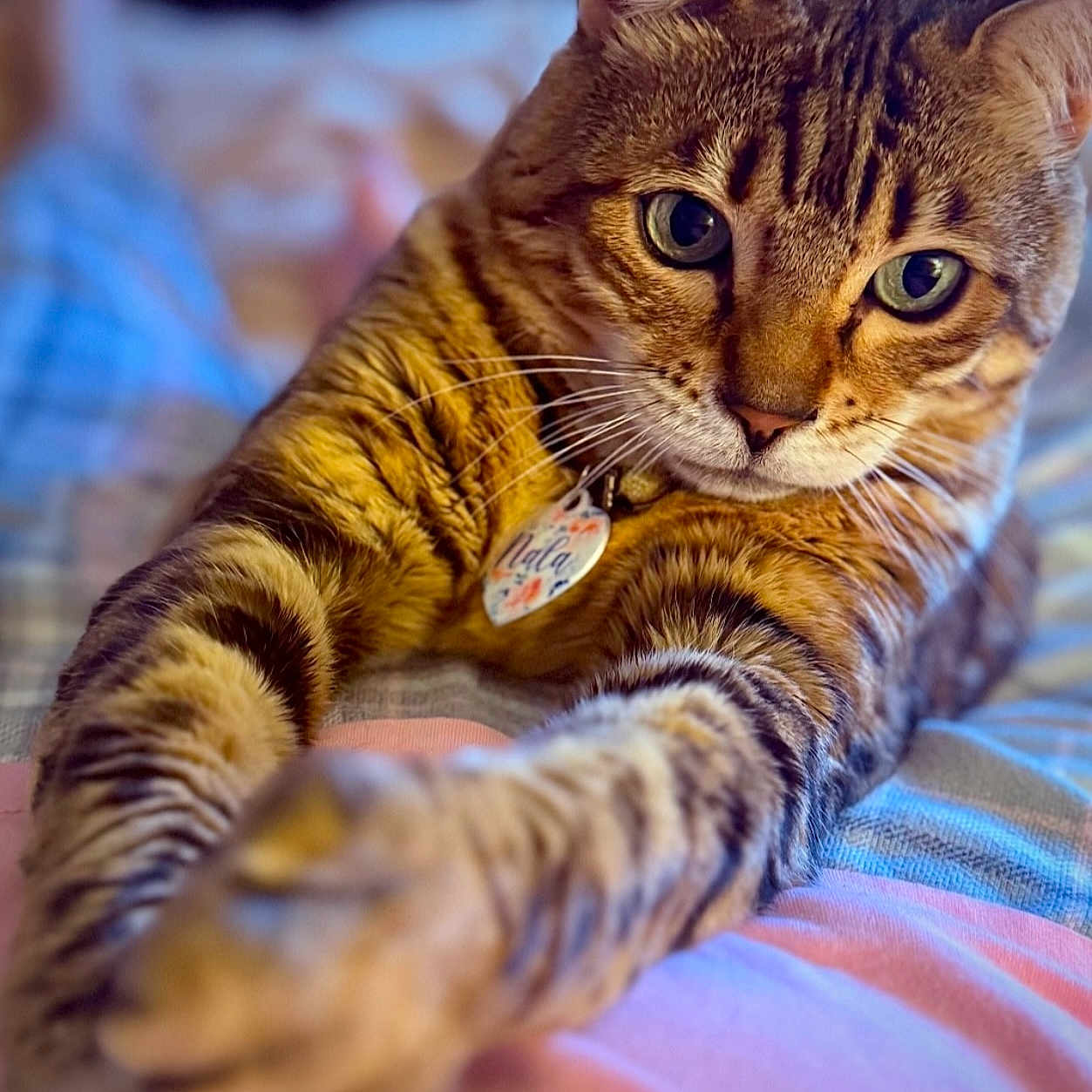 Nala is registered to the contest to win money with this photo: animal, bed, blanket, cat, close_up, collar, cute, domestic_animal, feline, focus, fur, indoor, paws, pet, portrait, relaxed, stretching, striped, tabby_cat, whiskers