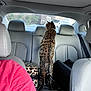 Nala joined the competition — help win amazing prizes! animal, backseat, car_interior, cat, collar, curious, daytime, gray_seats, hind_legs, leopard_print, looking_out, luggage, person_partial, pet, rear_window, seatbelt, standing, transportation, vehicle, window