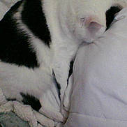 Oreo joined the competition — help win amazing prizes! animal, black_and_white, blanket, cat, comfort, cozy, feline, fur, home, indoor, mammal, nap, pet, pillow, quiet, relaxing, resting, sleeping, soft, whiskers