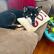 Bucky is registered to the contest to win money with this photo: animal, black_fur, comfort, couch, cozy, dog, domestic, home, indoor, living_room, pet, pillow, plush, red_cushion, relaxing, resting, sleeping, tan_fur, toy, wooden_floor