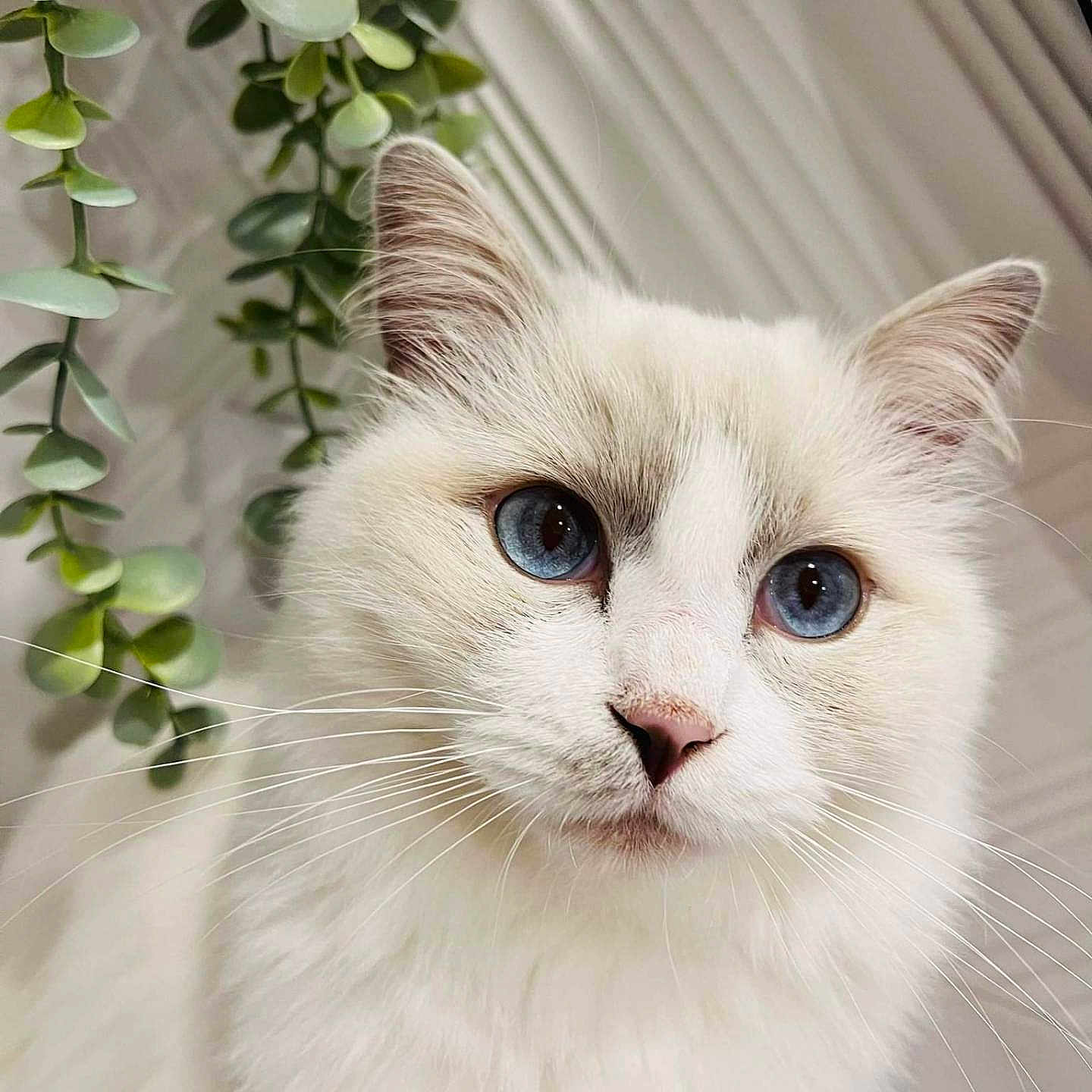 Sansa a rejoint le concours — aidez-le/la à gagner de superbes lots ! angora, animal, cat, kitten, manx, pet, siamese, white