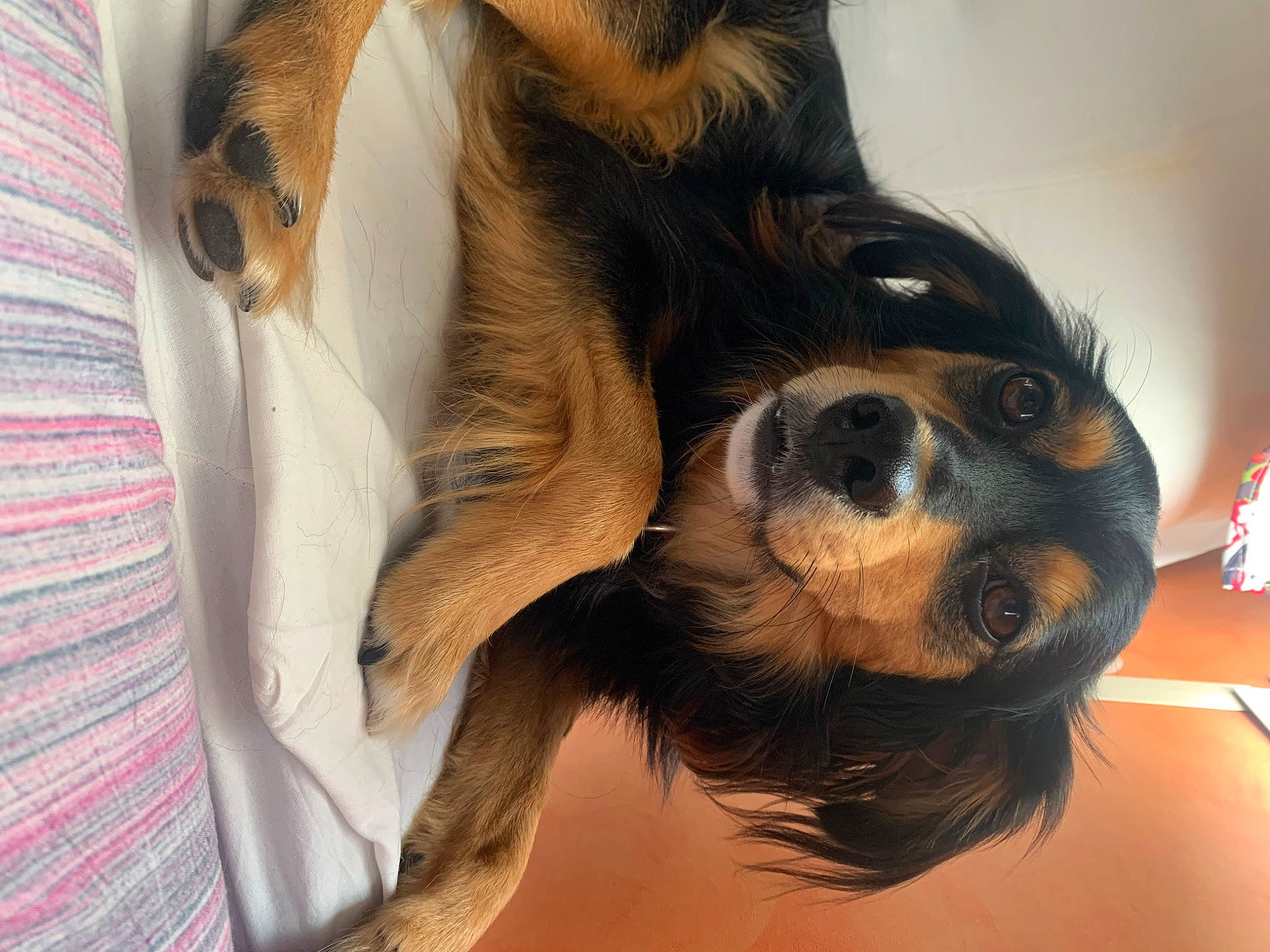 Arthur a rejoint le concours — aidez-le/la à gagner de superbes lots ! brown_hair, carnivore, comfort, companion_dog, dog, dog_breed, ear, eyewear, fawn, fur, gesture, jaw, liver, paw, snout, sporting_group, sunglasses, toy_dog, whiskers, working_animal