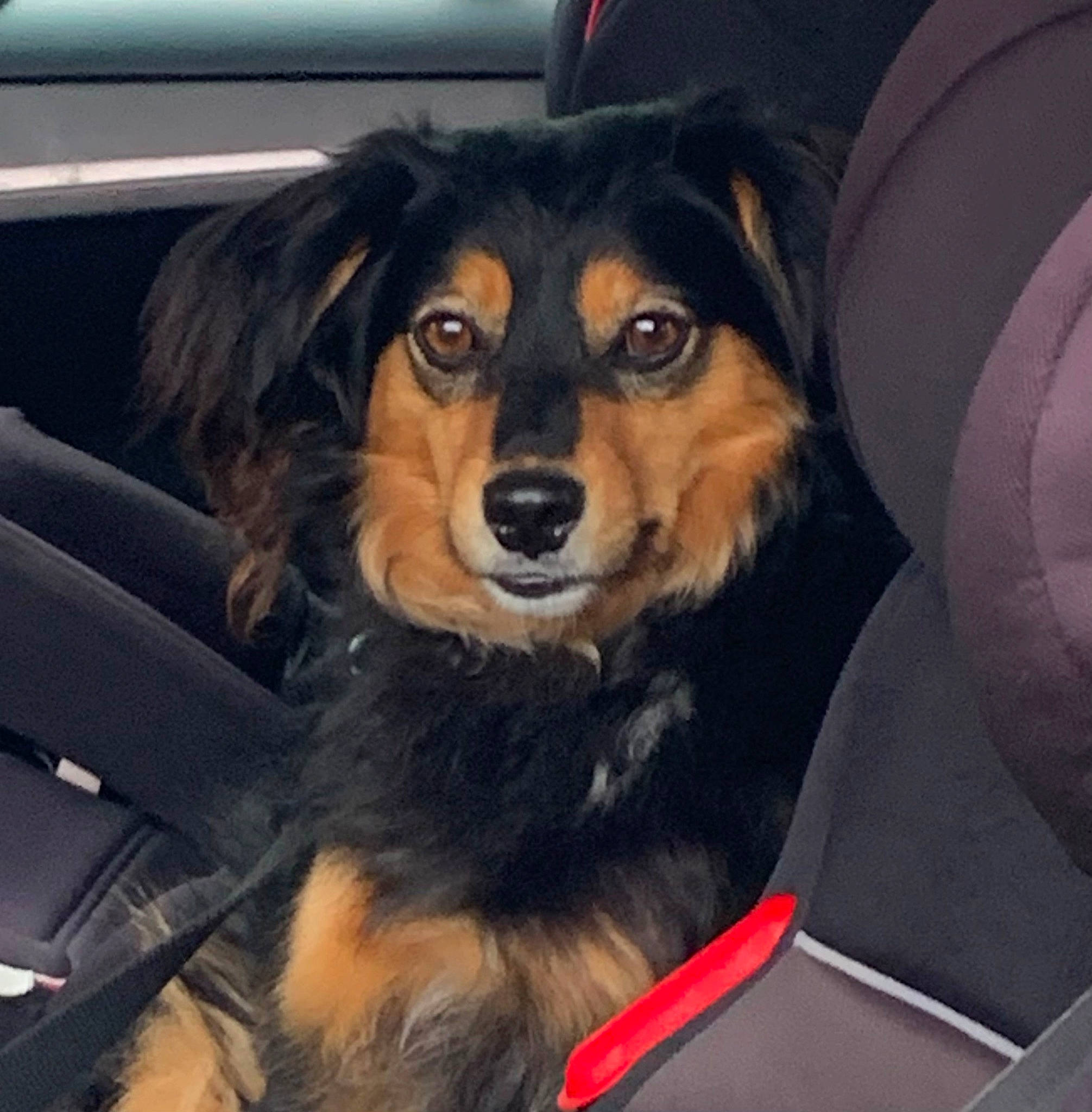 Arthur a rejoint le concours — aidez-le/la à gagner de superbes lots ! auto_part, automotive_design, automotive_exterior, automotive_lighting, automotive_tire, canidae, car, carnivore, companion_dog, dog, dog_breed, door, fur, luxury_vehicle, motor_vehicle, personal_luxury_car, snout, sporting_group, vehicle, vehicle_door