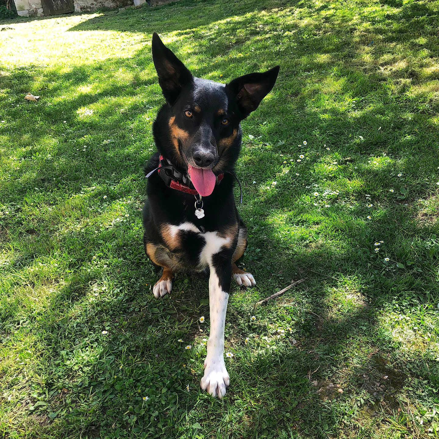 Shadow a rejoint le concours — aidez-le/la à gagner de superbes lots ! accessories, animal, architecture, backyard, building, canine, dog, field, grass, grassland, hound, lawn, nature, outdoors, pet, plant, puppy, strap, tree, yard