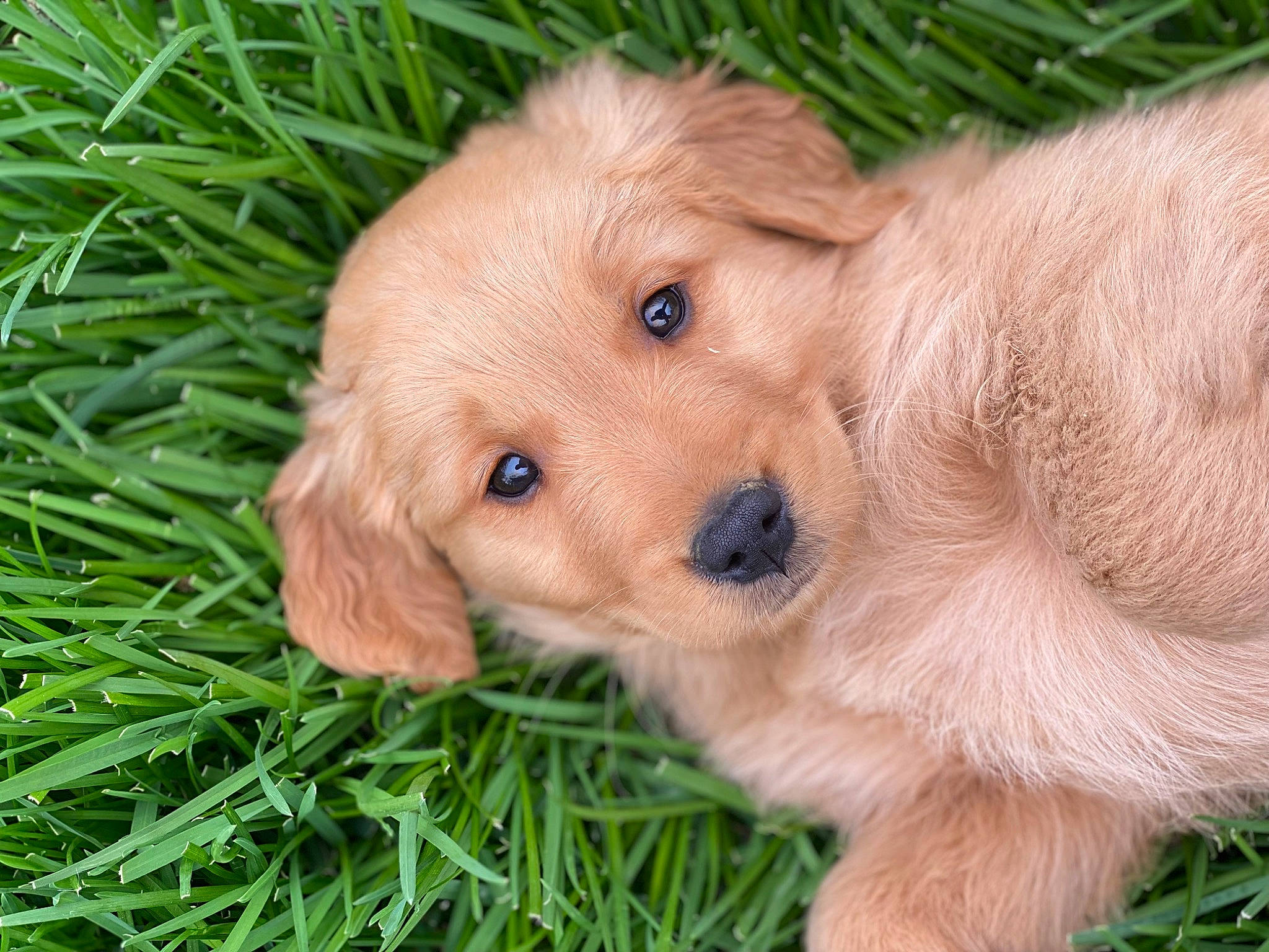 Oliver joined the competition — help win amazing prizes! canidae, carnivore, companion_dog, dog, dog_breed, ear, eye, fawn, fur, grass, liver, pet_supply, plant, puppy, retriever, snout, sporting_group, terrestrial_animal, whiskers, working_animal