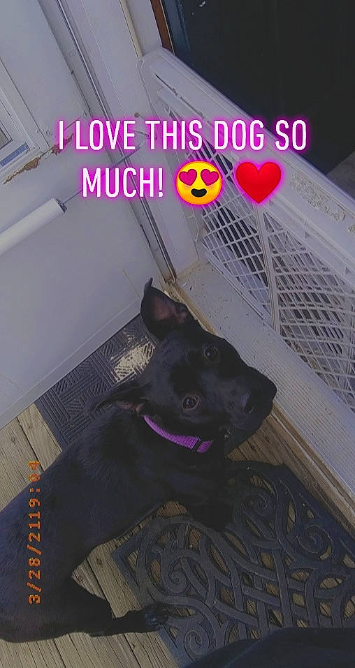 Remy joined the competition — help win amazing prizes! advertising, canidae, carnivore, collar, companion_dog, dog, dog_breed, electric_blue, felidae, font, graphic_design, light, magenta, photo_caption, publication, purple, room, small_to_medium_sized_cats, snout, whiskers