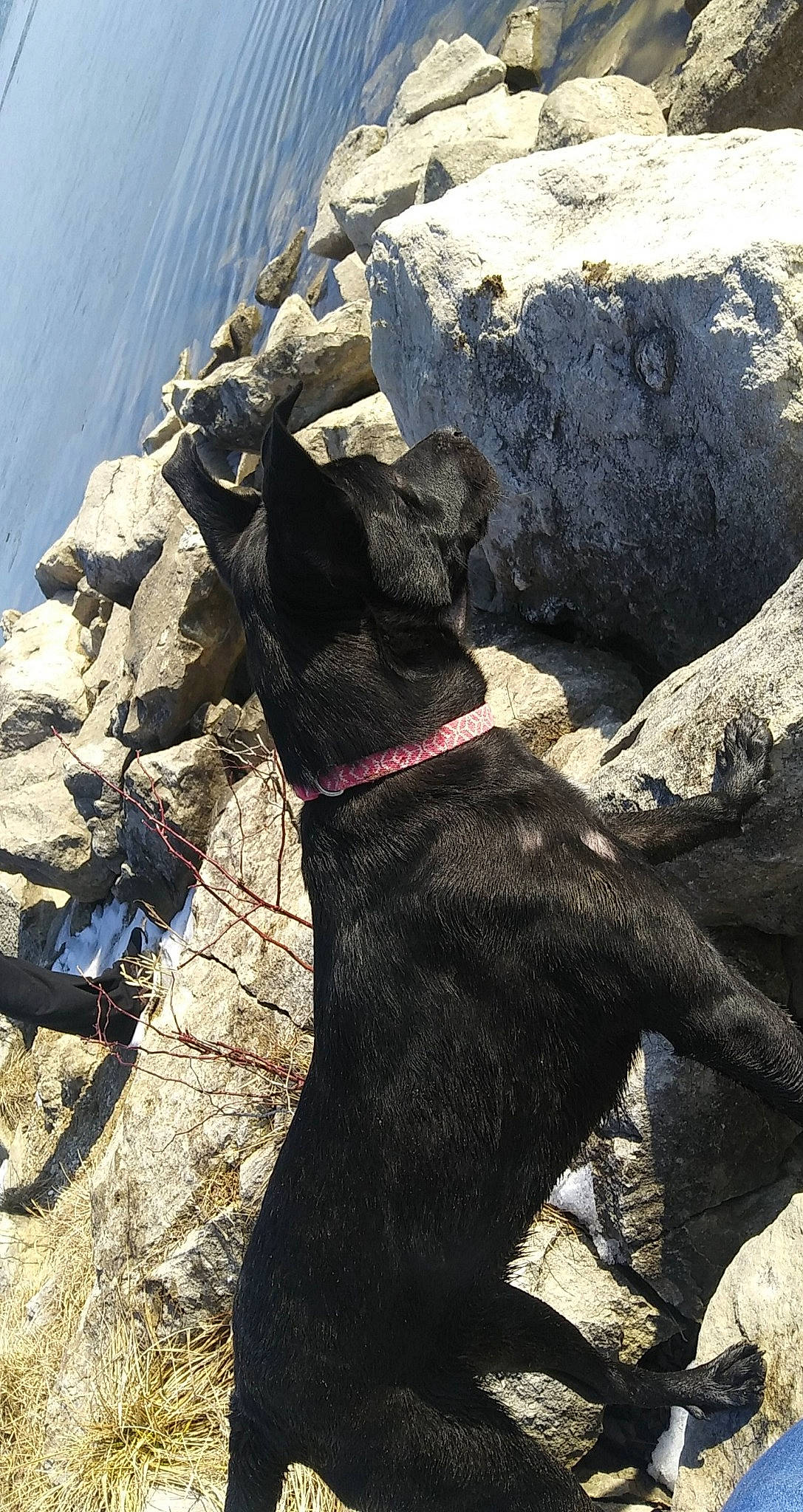 Remy is registered to the contest to win money with this photo: adventure, bedrock, canidae, carmine, carnivore, collar, dog, dog_breed, dog_collar, fashion_accessory, leash, pet_supply, recreation, rock, rock_climbing_equipment, shadow, tail, terrestrial_animal, water, working_animal