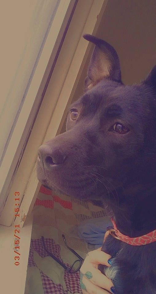 Remy is registered to the contest to win money with this photo: canidae, carnivore, companion_dog, dog, dog_breed, electric_blue, fawn, felidae, flooring, fur, guard_dog, non_sporting_group, selfie, sporting_group, square, whiskers, wood, working_animal, working_dog