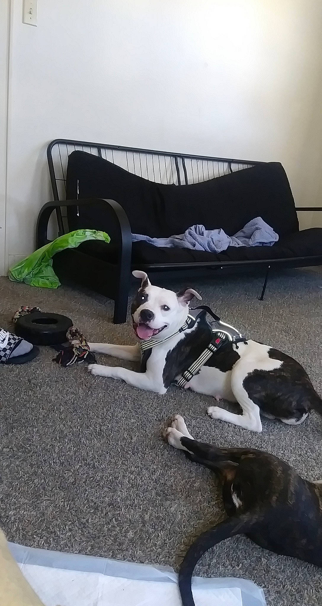 Spade is registered to the contest to win money with this photo: canidae, carnivore, collar, comfort, companion_dog, couch, dog, dog_breed, dog_collar, dog_supply, floor, flooring, living_room, outdoor_furniture, pillow, room, sporting_group, throw_pillow, toy_dog, working_animal