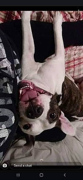 Spade is registered to the contest to win money with this photo: canidae, carnivore, companion_dog, dog, dog_breed, ear, fawn, foot, fur, gesture, human_leg, jaw, monochrome_photography, paw, sleeve, snout, sporting_group, terrestrial_animal, whiskers, working_animal