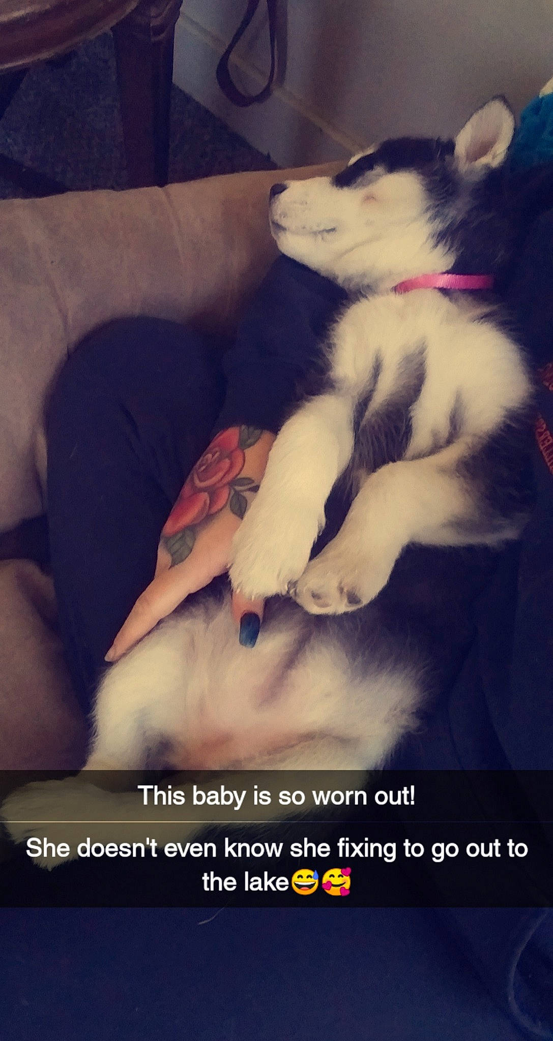 Lupa joined the competition — help win amazing prizes! carnivore, cloud, comfort, companion_dog, couch, dog, dog_breed, felidae, flash_photography, flesh, font, fur, gesture, happy, paw, photo_caption, sled_dog, small_to_medium_sized_cats, tail, whiskers