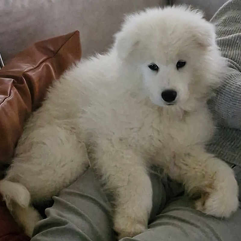 Vasco participe au concours pour gagner de l'argent avec cette photo : animal, canine, couch, dog, dogbed, eskimodog, fox, furniture, pet, poodle, puppy, whitedog, wolf