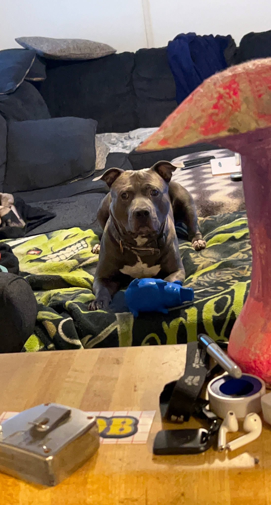 Biggie joined the competition — help win amazing prizes! bag, canidae, carnivore, comfort, companion_dog, couch, dog, dog_breed, fawn, fun, guard_dog, leisure, luggage_and_bags, machine, personal_protective_equipment, recreation, room, sporting_group, table, working_animal