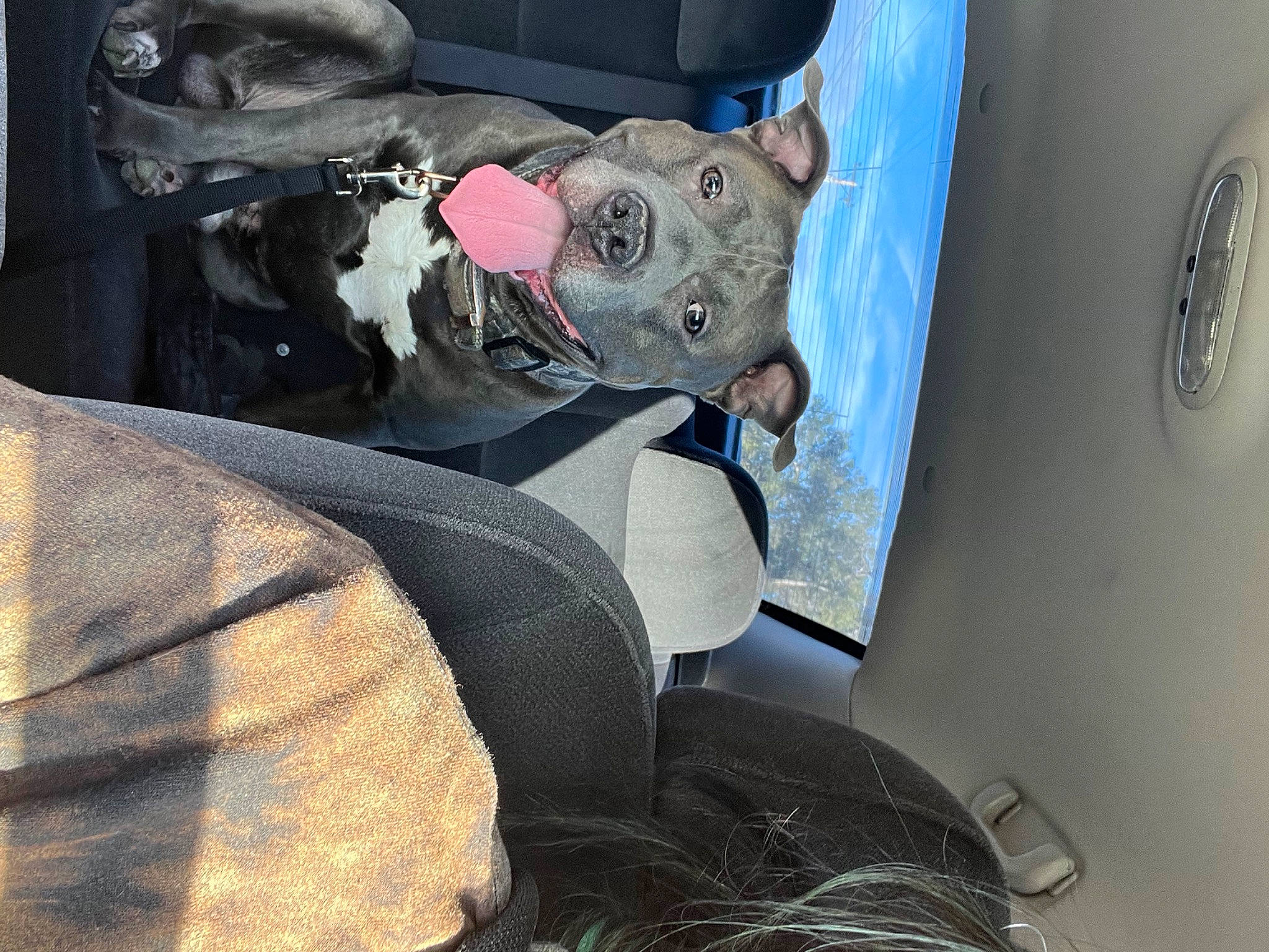 Biggie joined the competition — help win amazing prizes! automotive_design, automotive_exterior, automotive_lighting, automotive_tire, automotive_wheel_system, automotive_window_part, bumper, car, car_seat, car_seat_cover, carnivore, dog, dog_breed, grey, hood, motor_vehicle, steering_part, trunk, vehicle, vehicle_door