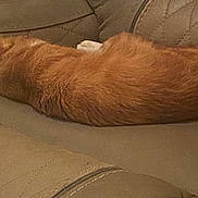 Cinnamon Bun is registered to the contest to win money with this photo: animal, calm, cat, couch, cozy, cute, domestic_animal, ears, feline, fur, home, indoor, leather, orange_cat, pet, quiet, relaxing, resting, sleeping, whiskers