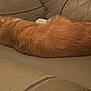 animal, calm, cat, couch, cozy, cute, domestic_animal, ears, feline, fur, home, indoor, leather, orange_cat, pet, quiet, relaxing, resting, sleeping, whiskers