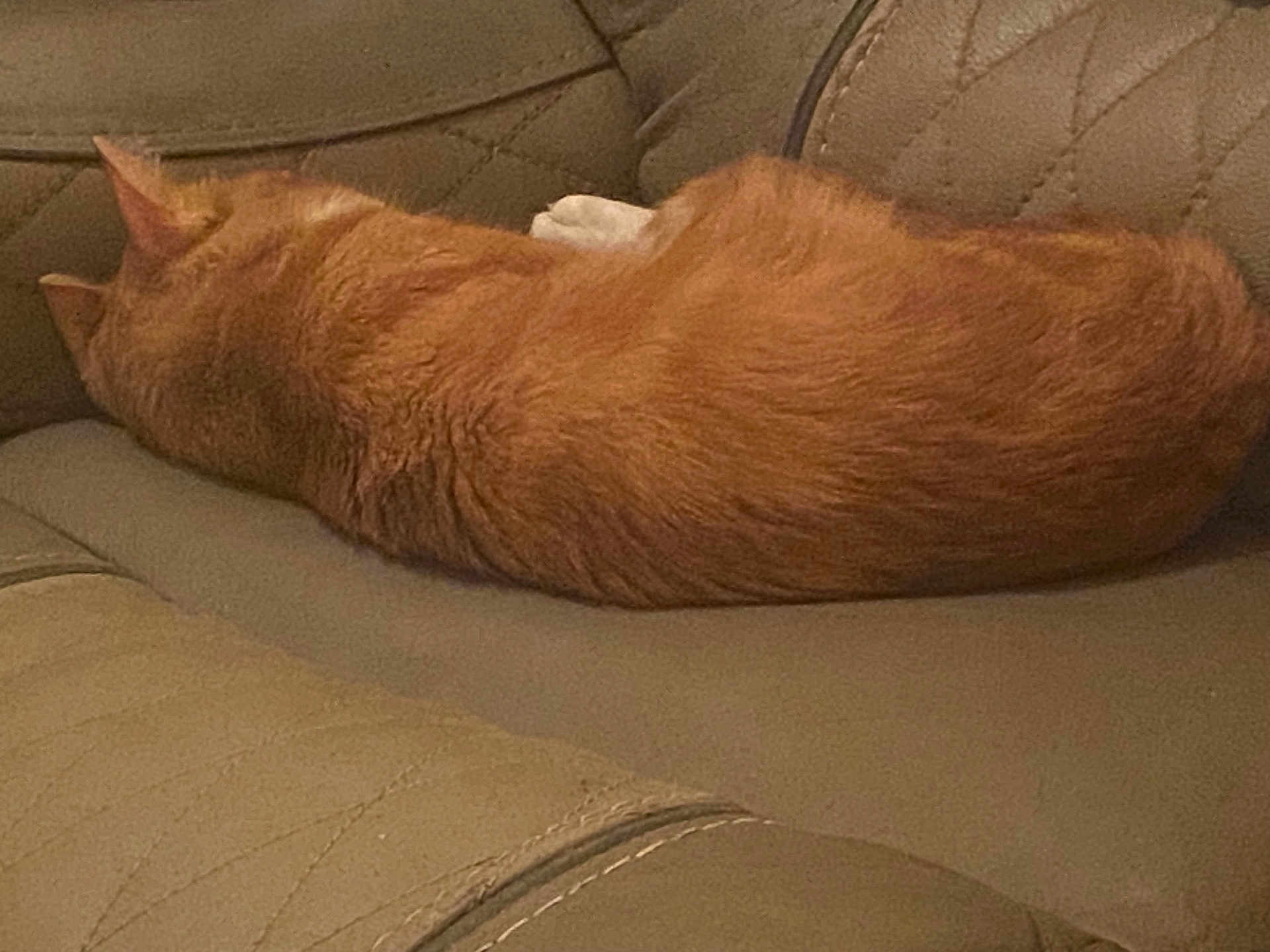 Cinnamon Bun