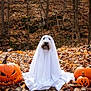 dog, ghost_costume, white_sheet, pumpkin, jack_o_lantern, autumn_leaves, forest, fall, outdoor, halloween, costume, pet, animal, seasonal, nature, decoration, holiday, cute, leaf_litter, woodland