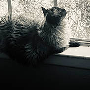 Eevee is registered to the contest to win money with this photo: cat, fluffy, windowsill, window, black_and_white, indoor, pet, animal, fur, side_view, resting, quiet, contemplative, domestic, nature_outside, light, shadow, still_life, peaceful, cozy