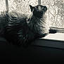 cat, fluffy, windowsill, window, black_and_white, indoor, pet, animal, fur, side_view, resting, quiet, contemplative, domestic, nature_outside, light, shadow, still_life, peaceful, cozy