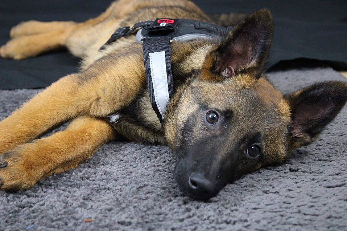 Louna participe au concours pour gagner de l'argent avec cette photo : ancient_dog_breeds, canidae, carnivore, companion_dog, dog, dog_breed, fawn, fur, german_shepherd_dog, herding_dog, non_sporting_group, old_german_shepherd_dog, paw, snout, sporting_group, terrestrial_animal, whiskers, working_animal, working_dog