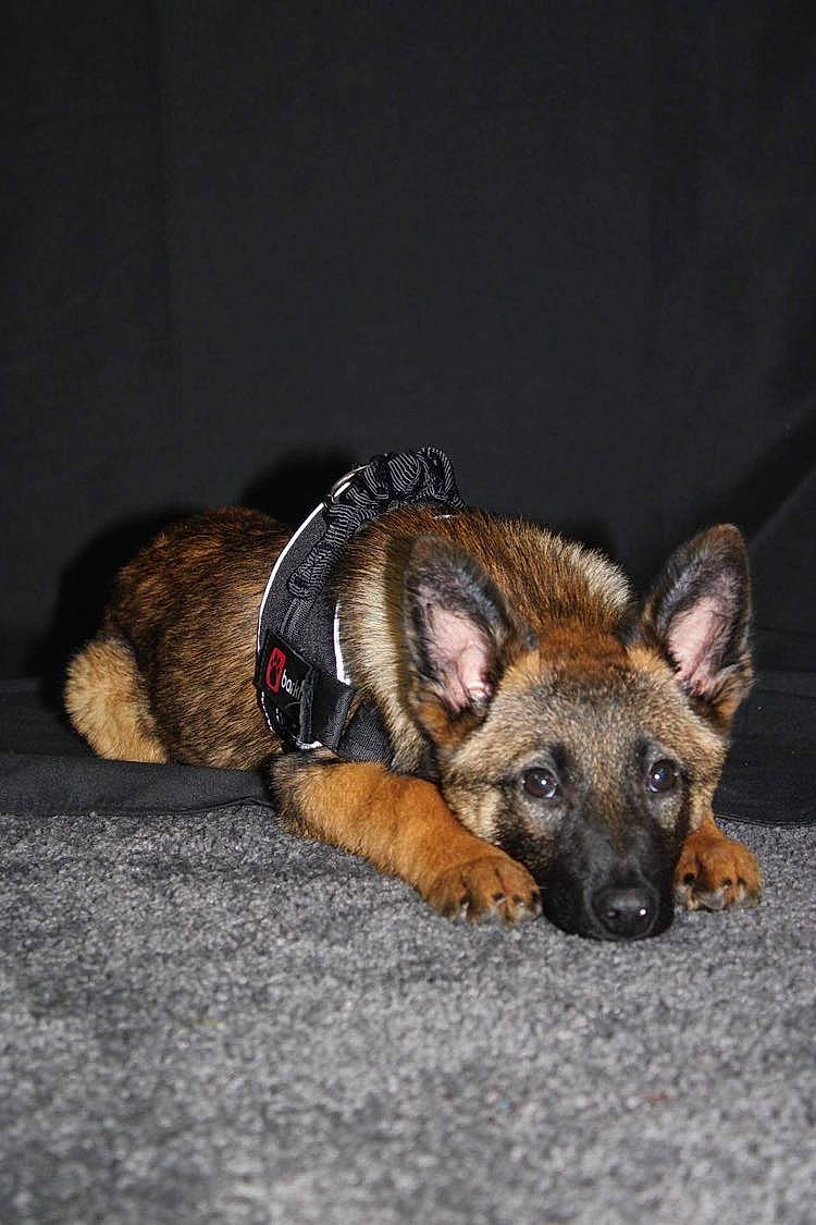 Louna a rejoint le concours — aidez-le/la à gagner de superbes lots ! biting, canidae, carnivore, companion_dog, dog, dog_breed, dog_supply, fawn, fur, german_shepherd_dog, old_german_shepherd_dog, paw, snout, sporting_group, terrestrial_animal, working_dog