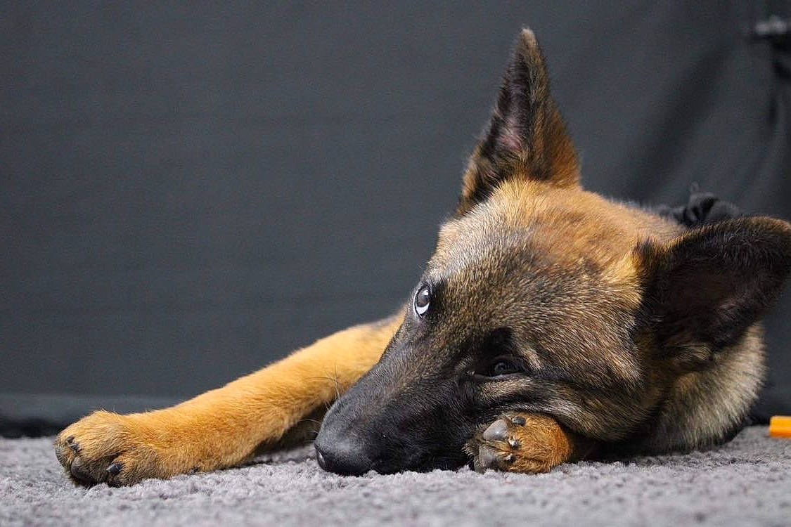 Louna a rejoint le concours — aidez-le/la à gagner de superbes lots ! balance, biting, canidae, carnivore, claw, companion_dog, dog, dog_breed, fawn, fur, paw, snout, sporting_group, terrestrial_animal, whiskers, wildlife, working_dog