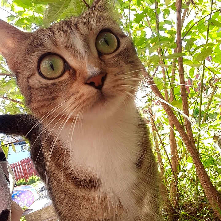 Tinkerbell is registered to the contest to win money with this photo: abyssinian, animal, cat, face, head, herbal, herbs, jungle, kitten, land, nature, outdoors, person, pet, photography, plant, portrait, text, tree, vegetation