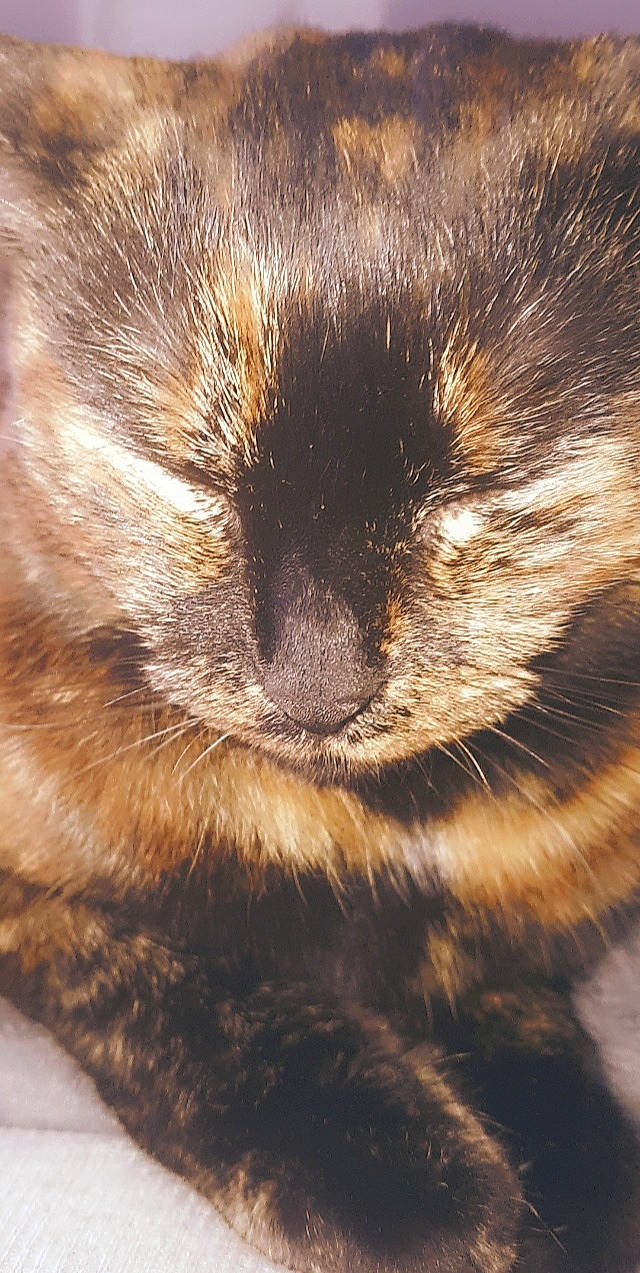 Bebette a rejoint le concours — aidez-le/la à gagner de superbes lots ! carnivore, close_up, fur, nose, snout, whiskers