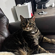 Bagel joined the competition — help win amazing prizes! animal, cabinet, cat, chair, couch, cozy, curious, domestic_cat, floor, furniture, indoor, leather, living_room, pet, relaxed, tabby, tabby_cat, whiskers, wide_eyes, wood_flooring