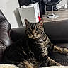 animal, cabinet, cat, chair, couch, cozy, curious, domestic_cat, floor, furniture, indoor, leather, living_room, pet, relaxed, tabby, tabby_cat, whiskers, wide_eyes, wood_flooring