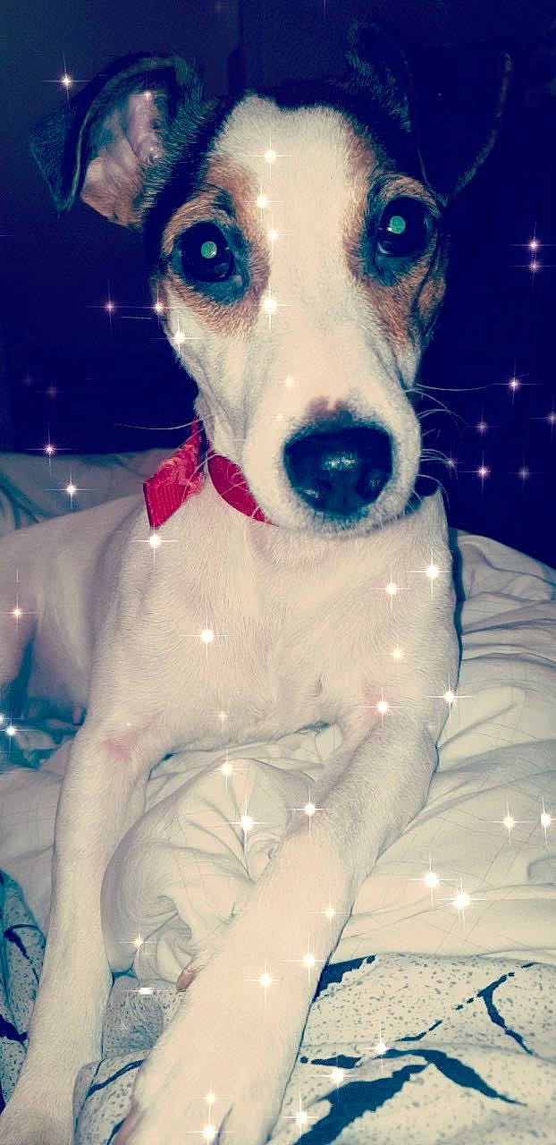 Lixy participe au concours pour gagner de l'argent avec cette photo : blue, canidae, carnivore, collar, companion_dog, dog, dog_breed, dog_clothes, dog_collar, electric_blue, fawn, fur, leash, non_sporting_group, snout, sporting_group, toy_dog, whiskers, white, working_animal