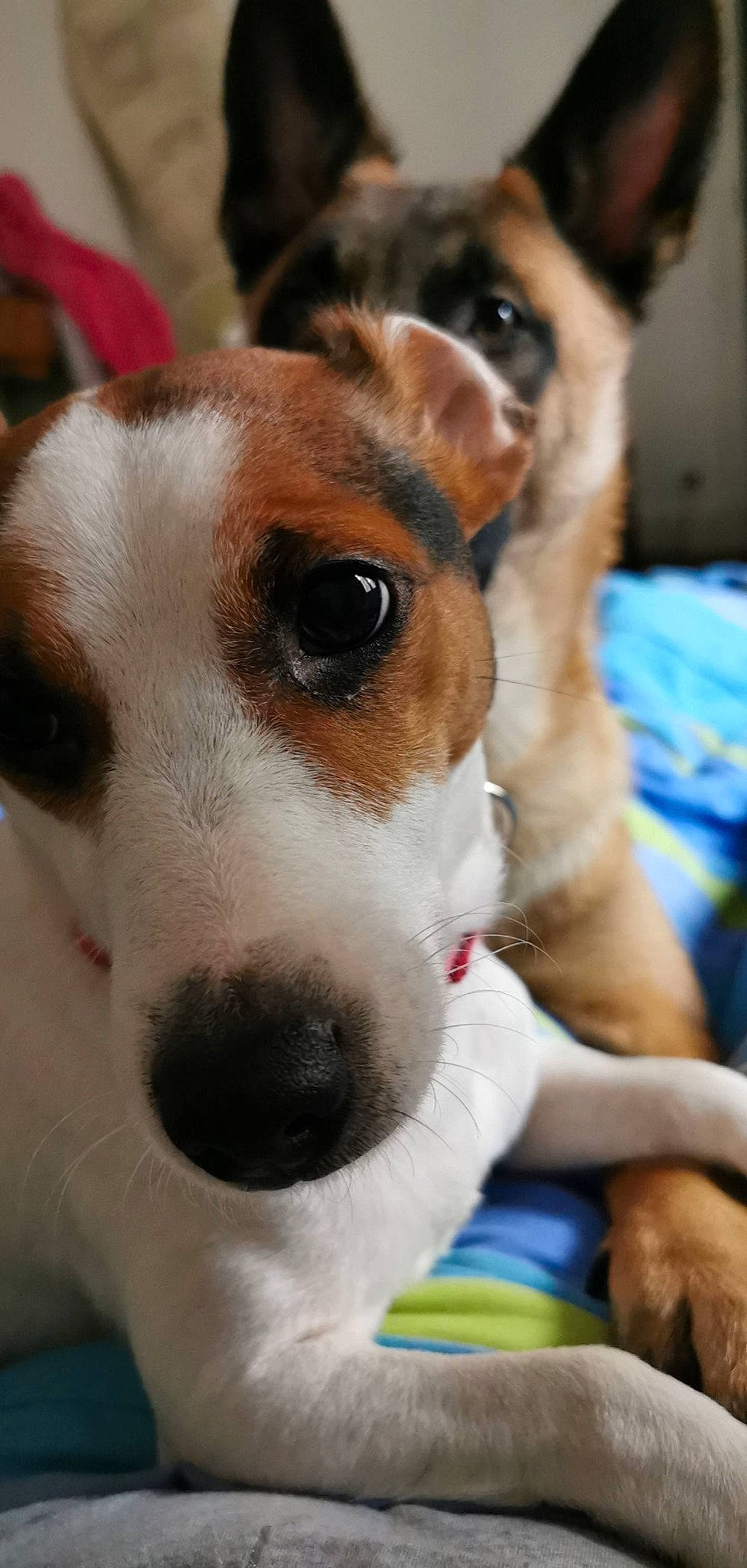 Lixy a rejoint le concours — aidez-le/la à gagner de superbes lots ! beagle, canidae, carnivore, chilean_fox_terrier, collar, companion_dog, dog, dog_breed, dog_collar, fawn, fur, hound, irishjacks, mammal, pet_supply, snout, sporting_group, terrier, whiskers, working_animal