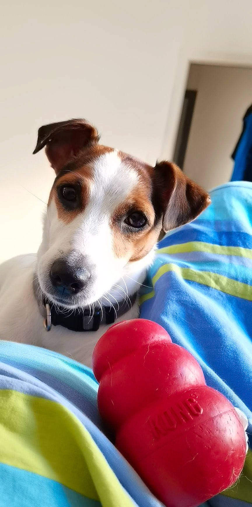 Lixy a rejoint le concours — aidez-le/la à gagner de superbes lots ! canidae, carnivore, collar, companion_dog, cup, dog, dog_breed, dog_collar, drinkware, eyewear, fawn, irishjacks, seat_belt, serveware, snout, sporting_group, tableware, terrier, whiskers