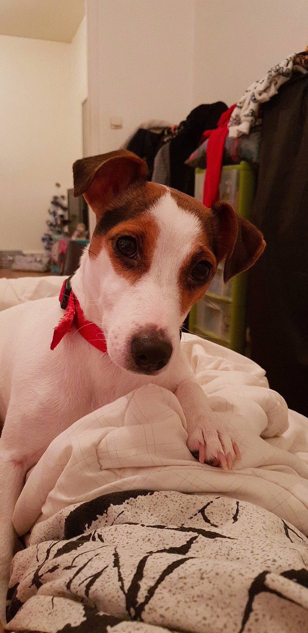 Lixy participe au concours pour gagner de l'argent avec cette photo : carnivore, collar, comfort, companion_dog, dog, dog_breed, dog_collar, dog_supply, fawn, hunting_dog, irishjacks, non_sporting_group, terrier, whiskers, working_animal