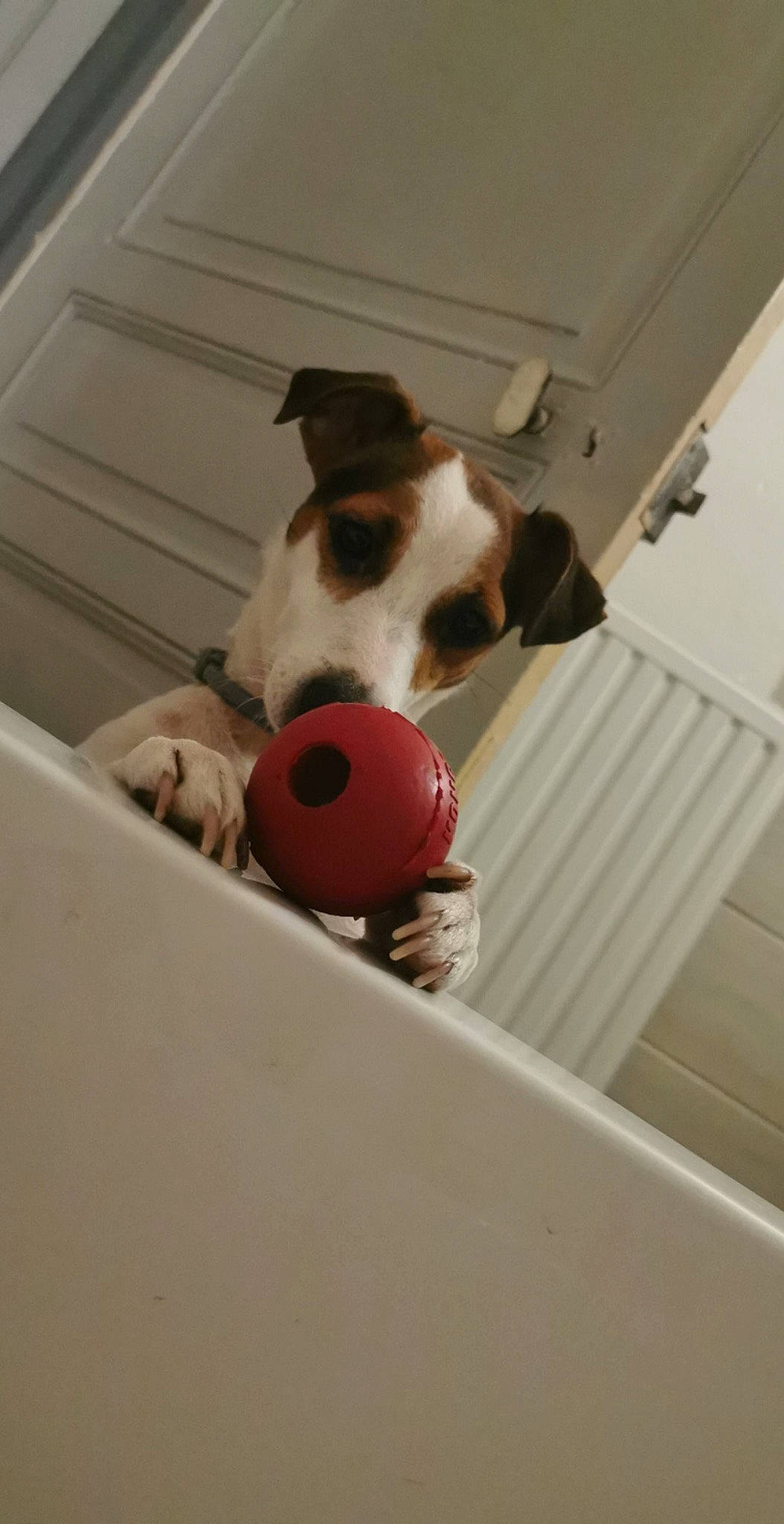 Lixy participe au concours pour gagner de l'argent avec cette photo : automotive_exterior, ball, canidae, carnivore, comfort, companion_dog, dog, dog_breed, fawn, flooring, hardwood, pet_supply, room, snout, sporting_group, stairs, table, toy, vehicle_door, wood