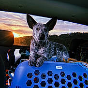 Smokey joined the competition — help win amazing prizes! animal, blanket, blue, companion, cozy, dog, ears, fur, indoor, nature_outside, orange_light, pet_carrier, rear_window, relaxing, resting, sunset, transportation, travel, vehicle_interior, window