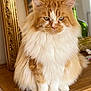 animal, cat, closeup, cute, decor, domestic_cat, ears, eyes, feline, fluffy, furniture, indoor, mirror, orange_cat, pet, portrait, sitting, whiskers, white_cat, wooden_surface