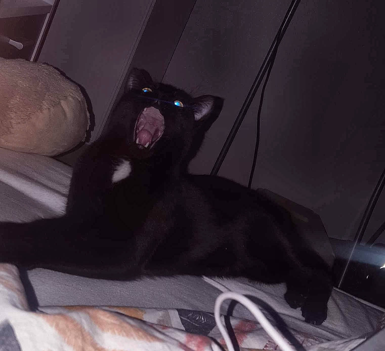 Mystic a rejoint le concours — aidez-le/la à gagner de superbes lots ! black, black_cat, carnivore, cat, ear, felidae, fictional_character, sitting, small_to_medium_sized_cats, tail, whiskers