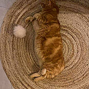 Souki participe au concours pour gagner de l'argent avec cette photo : animal, cat, cozy, cute, domestic_cat, feline, floor_tiles, fluffy_ball, fur, home, indoor, lazy, orange_tabby, pet, relaxed, resting, rug, sleeping, toy, woven_rug