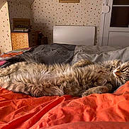 Tokyo participe au concours pour gagner de l'argent avec cette photo : animal, bed, blanket, cat, comfort, cozy, feline, fur, gray, home, indoor, orange, paw, pet, relaxation, resting, sleeping, striped, tabby_cat, whiskers