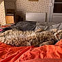 animal, bed, blanket, cat, comfort, cozy, feline, fur, gray, home, indoor, orange, paw, pet, relaxation, resting, sleeping, striped, tabby_cat, whiskers