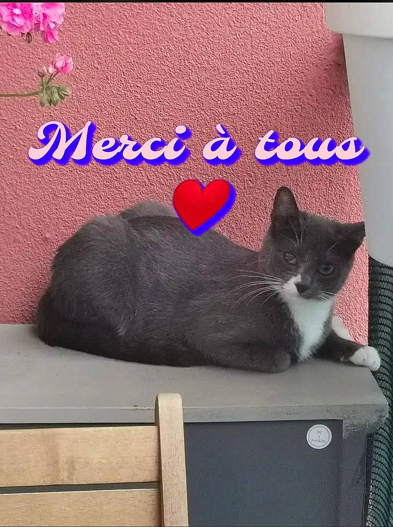 Perle a rejoint le concours — aidez-le/la à gagner de superbes lots ! black, carnivore, cat, comfort, domestic_short_haired_cat, felidae, font, fur, grey, magenta, photo_caption, plant, purple, rectangle, room, sitting, small_to_medium_sized_cats, tail, vertebrate, whiskers