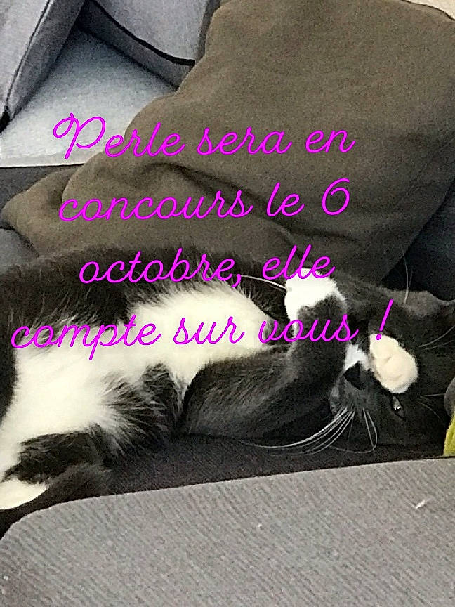 Perle a rejoint le concours — aidez-le/la à gagner de superbes lots ! bag, carmine, comfort, companion_dog, dog_supply, fashion_accessory, font, fur, grey, human_leg, linens, luggage_and_bags, magenta, pattern, pink, sitting, tail, terrestrial_animal, textile, travel