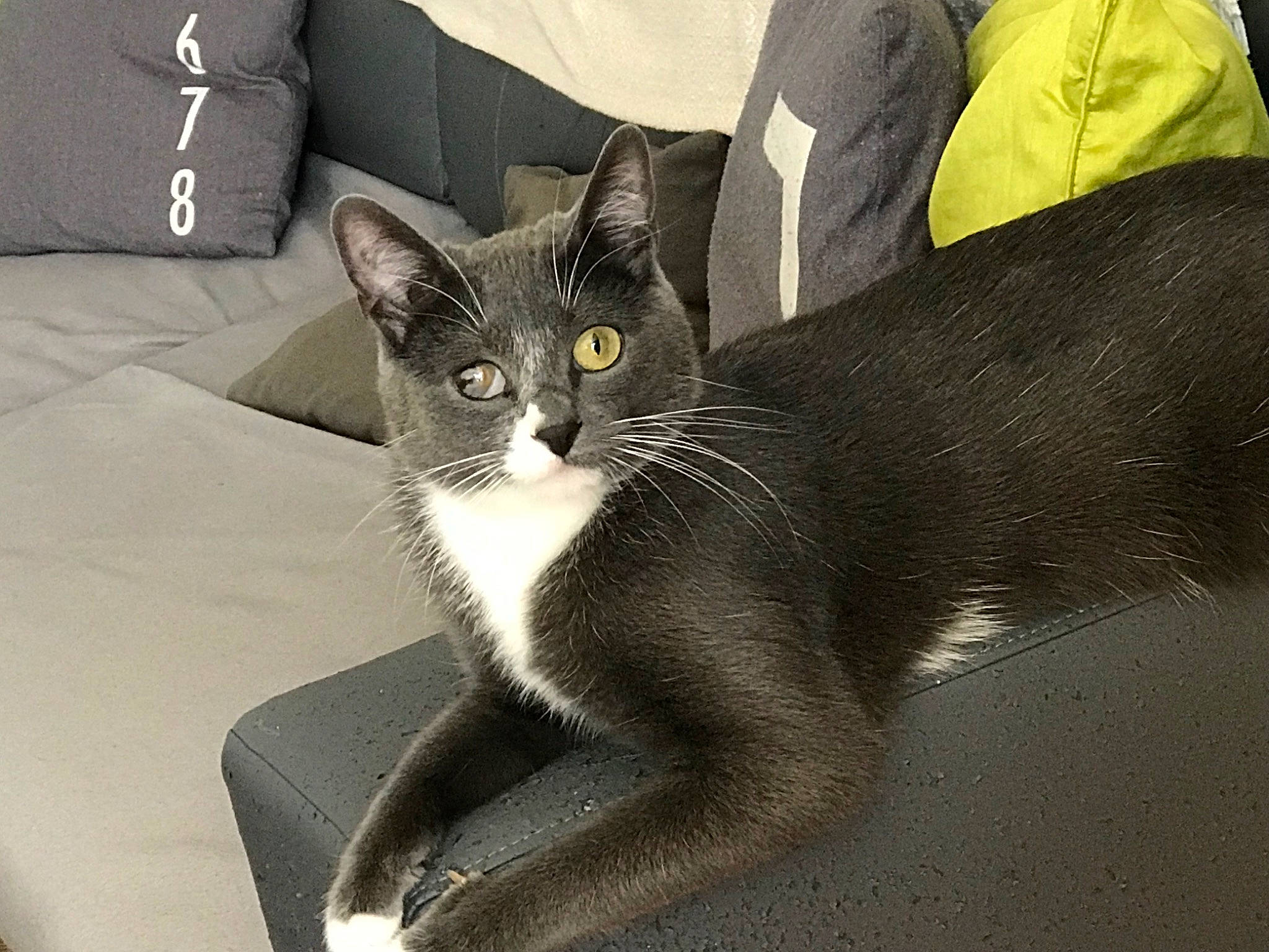 Perle a rejoint le concours — aidez-le/la à gagner de superbes lots ! black_cat, carnivore, cat, comfort, couch, domestic_short_haired_cat, felidae, fur, grey, paw, sitting, small_to_medium_sized_cats, snout, tail, whiskers